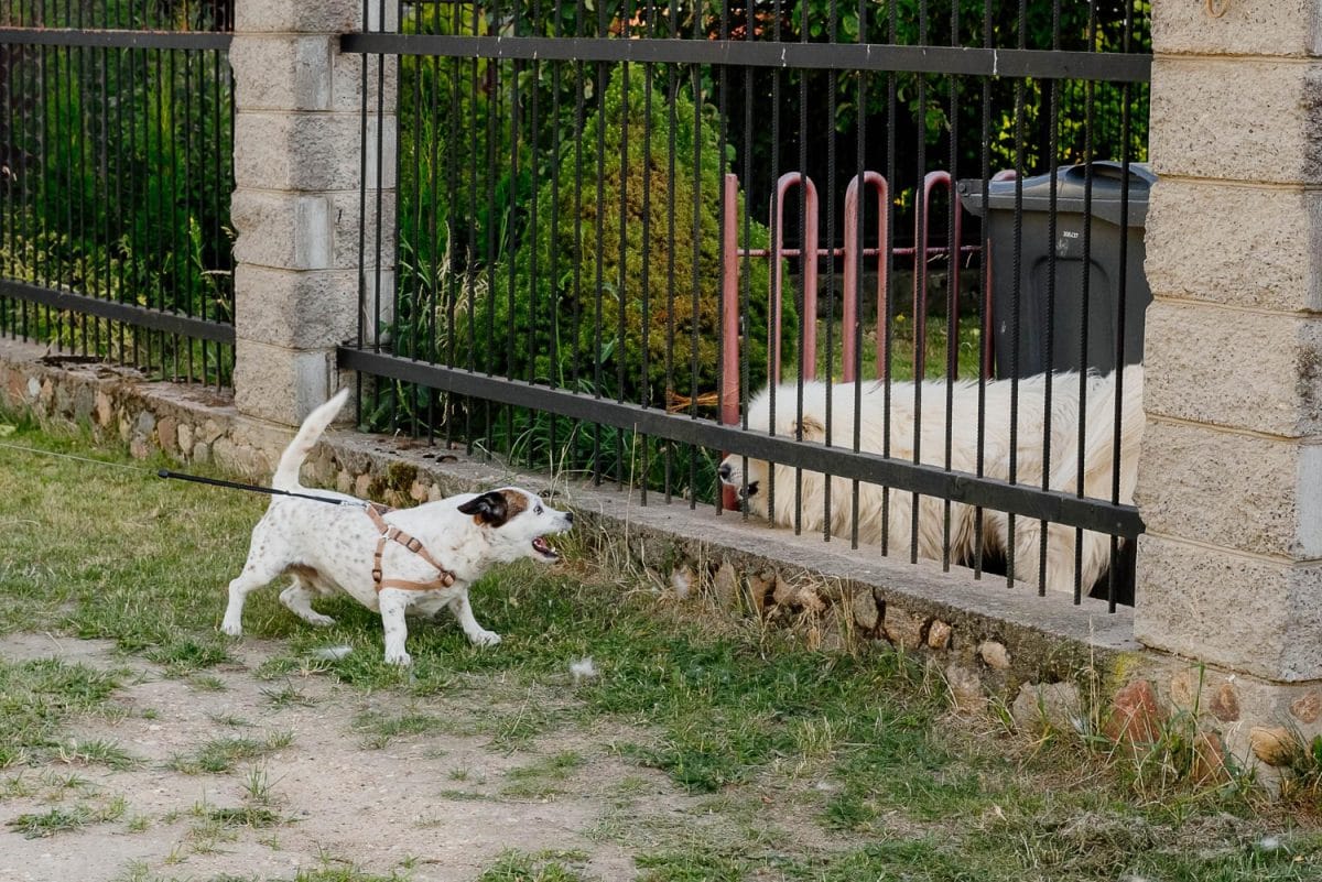 pies szczekający na drugiiego psa